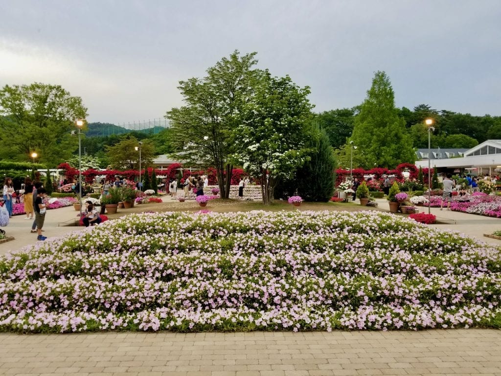 Various flowers blooming at Ashikaga Flower Park Japan spring