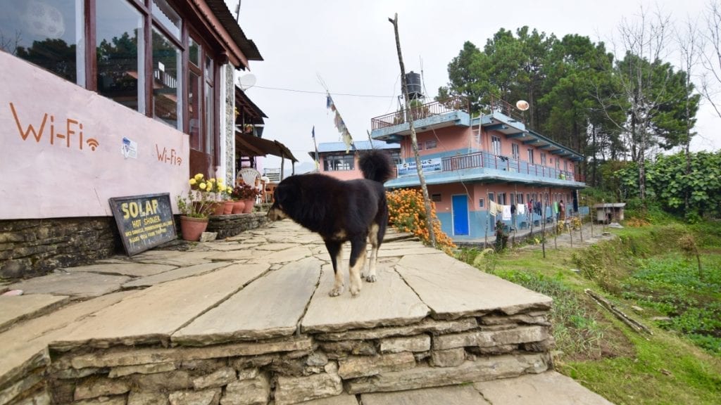 A dog in Nepal