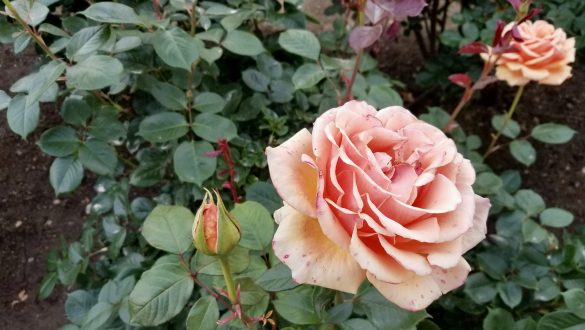 Beautiful rose in Ashikaga flower park