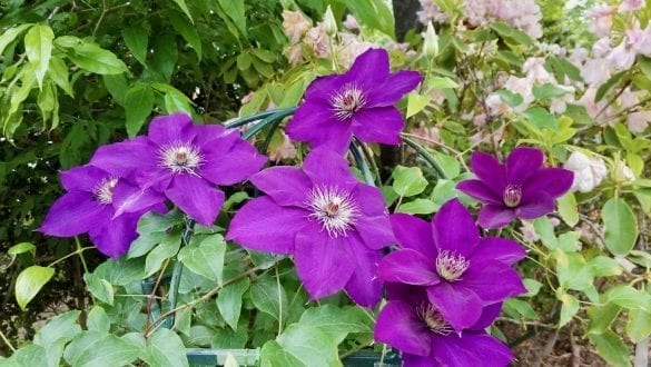 Clematis