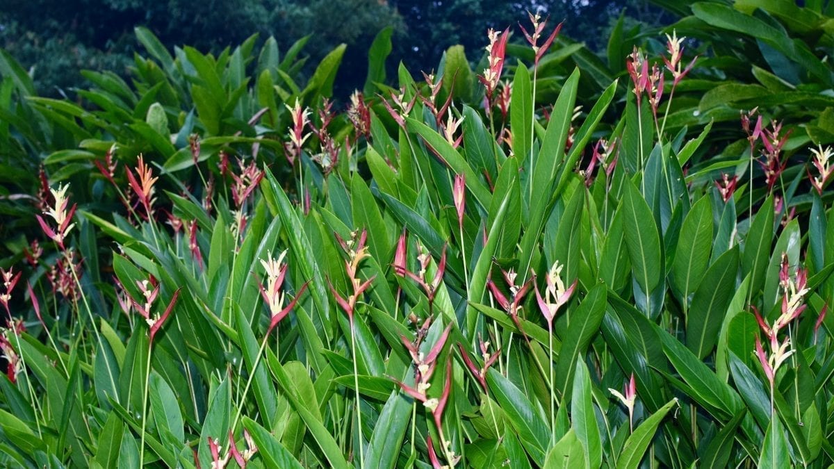 Colorful flowers in Singapore Botanic Gardens