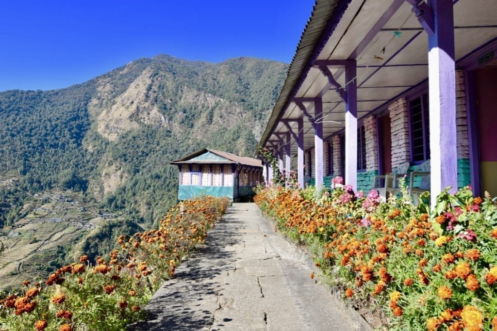 Colourful flowers in Nepal