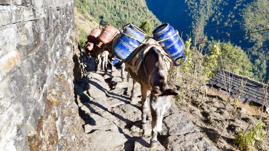 Horse Carrying Goods in Annapurna