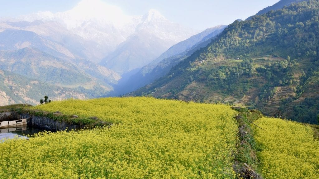 Mustard field in Nepal