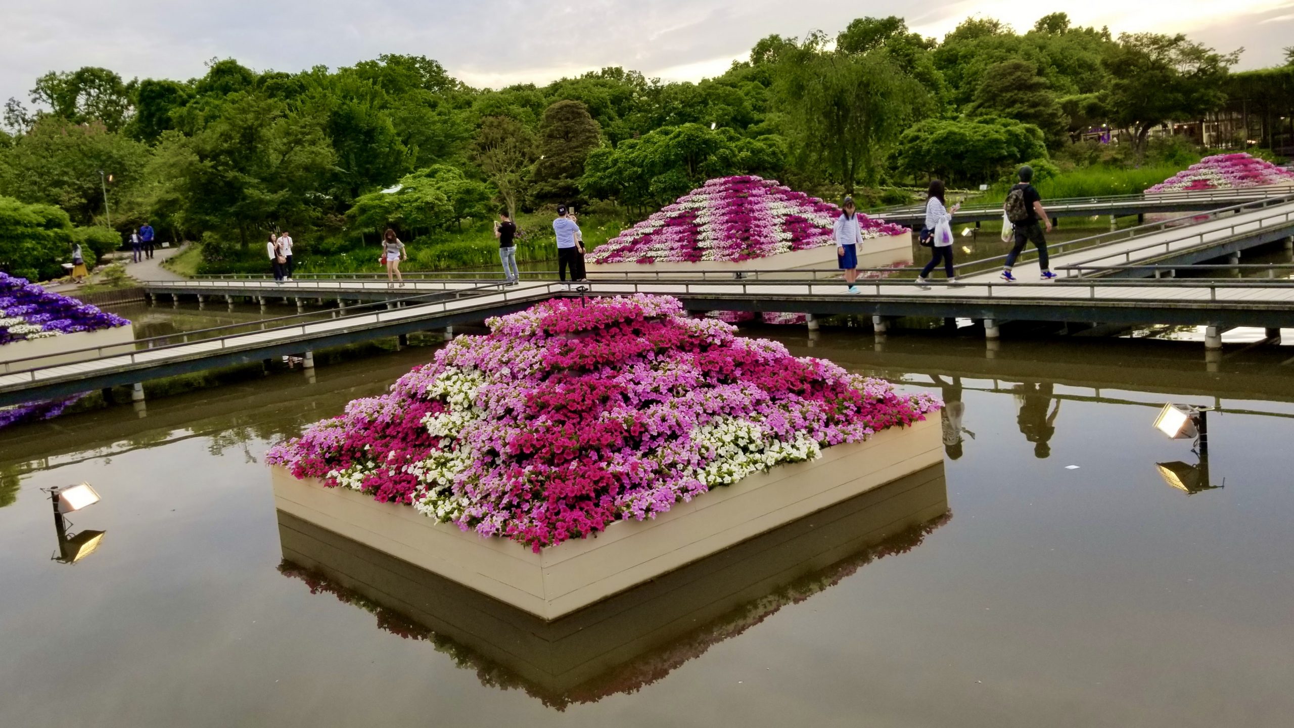 rankende zimmerpflanzen mit blüten Kletterpflanzen main image 0
