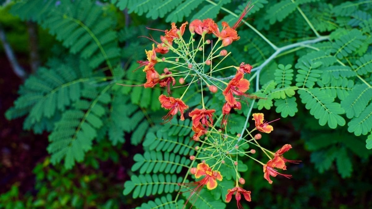 Red flower in Singapore Botanical Gardens