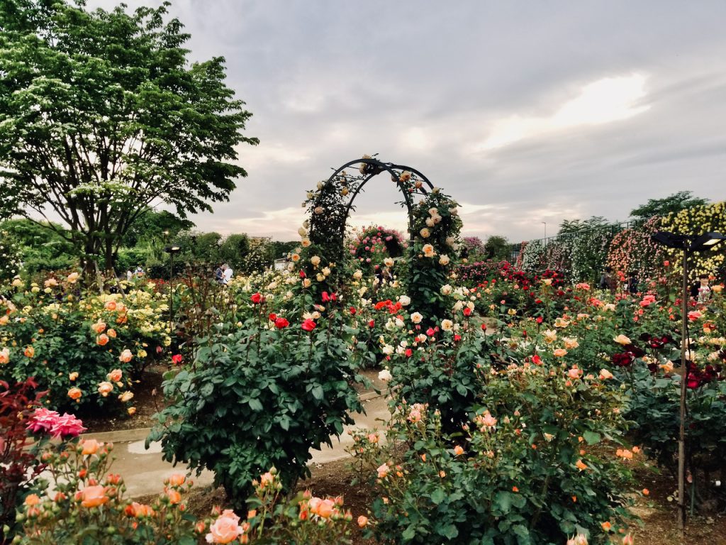 Rose garden multiple colors Ashikaga Flower Park Japan