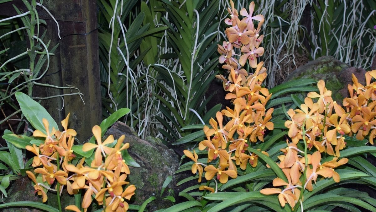 Yellow flowers in Singapore Botanic Gardens