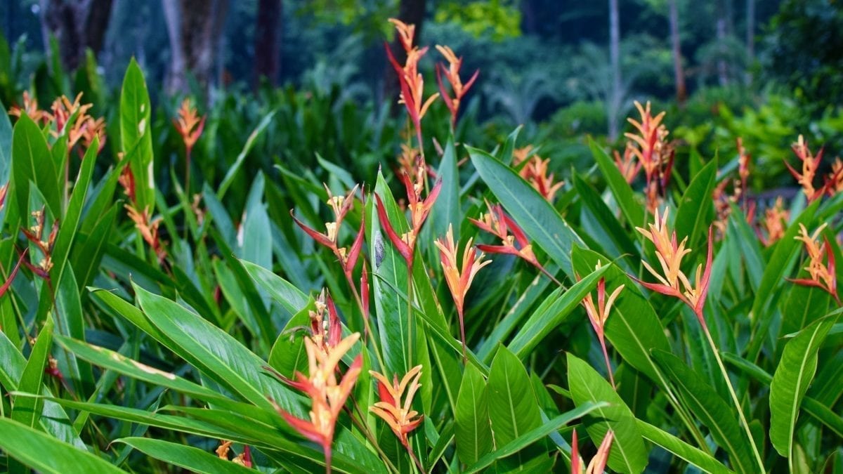 Yellow and red flower in Singapore botanic gardens