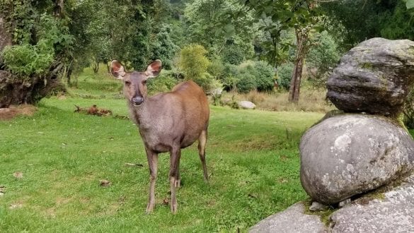 Deers in Royal Botanical Park in Bhutan