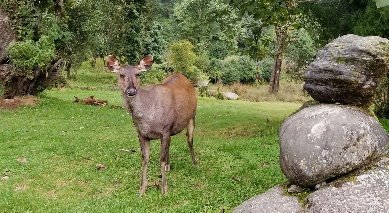 Deers in Royal Botanical Park in Bhutan