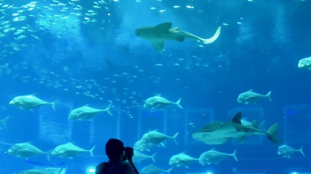 Sharks in S.E.A Aquarium. You must put it on your 4 day Singapore itinerary list.