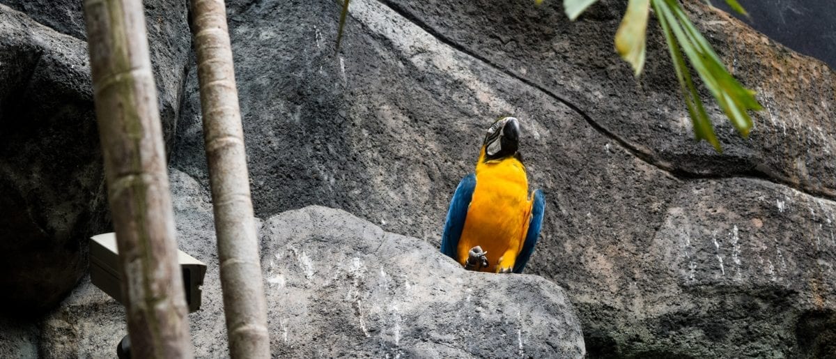 Colorful bird in Langkawi underwater world - Langkawi itinerary
