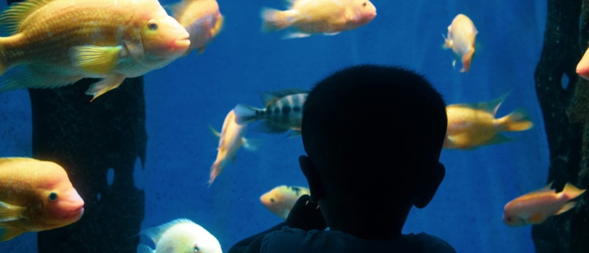 Children touching fish in underwater world Langkawi