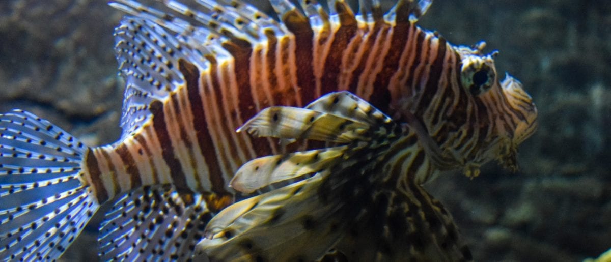 Fish swimming in the Underwater World Langkawi