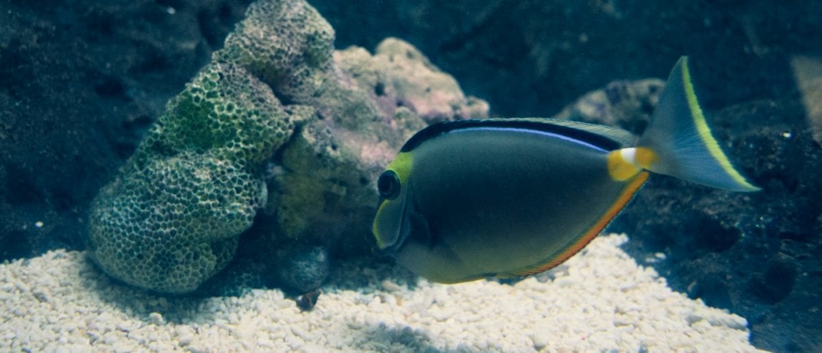 Fish with Corals in underwater world langkawi