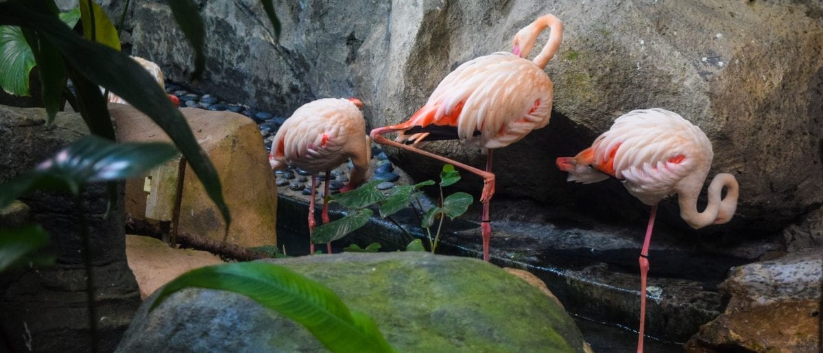 Flamingo dancing in Langkawi Underwater World