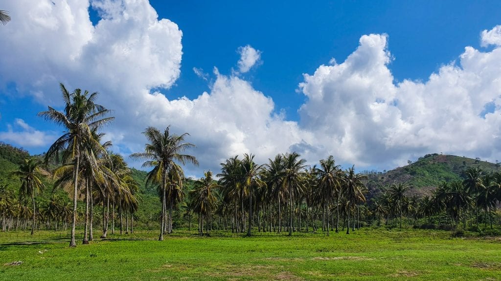 Roadside view of Sekotong with coconut trees