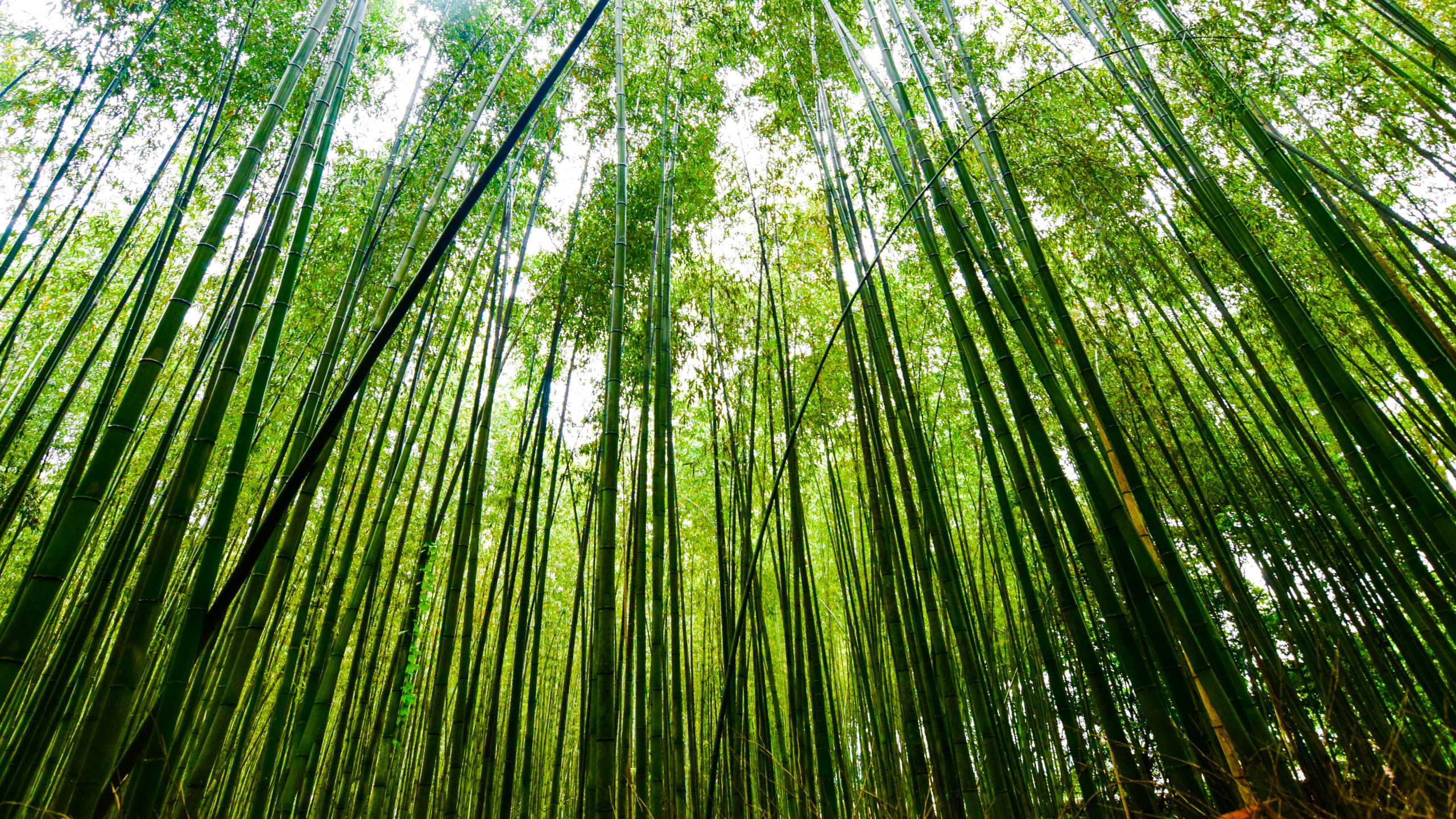 Arashiyama Bamboo Grove in Japan is a popular place in 3 day Kyoto Itinerary.
