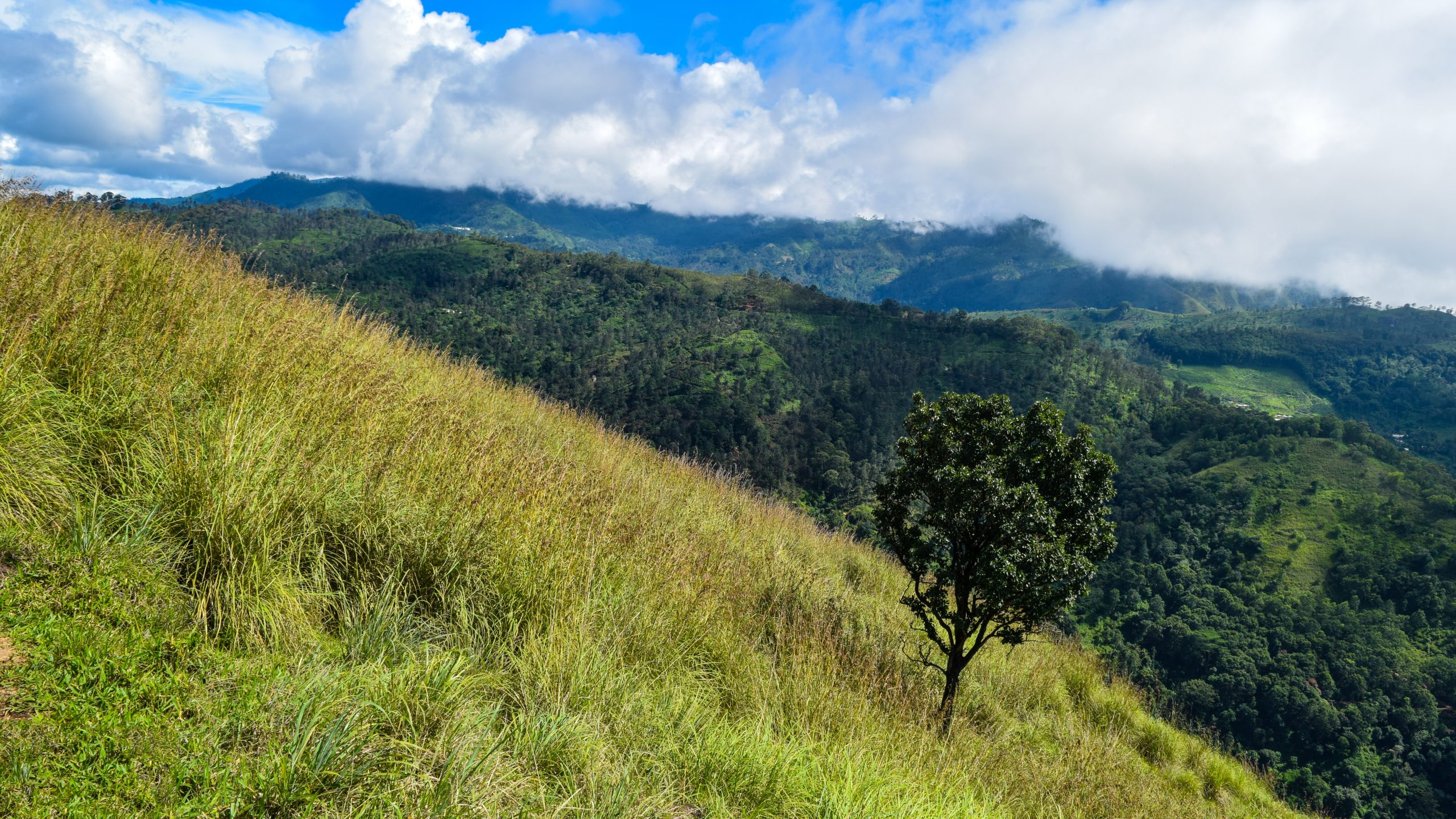 Tree in Little Adams Peak, Sri Lanka
