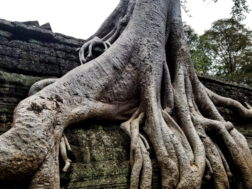 Big Tree in Ta Prohm