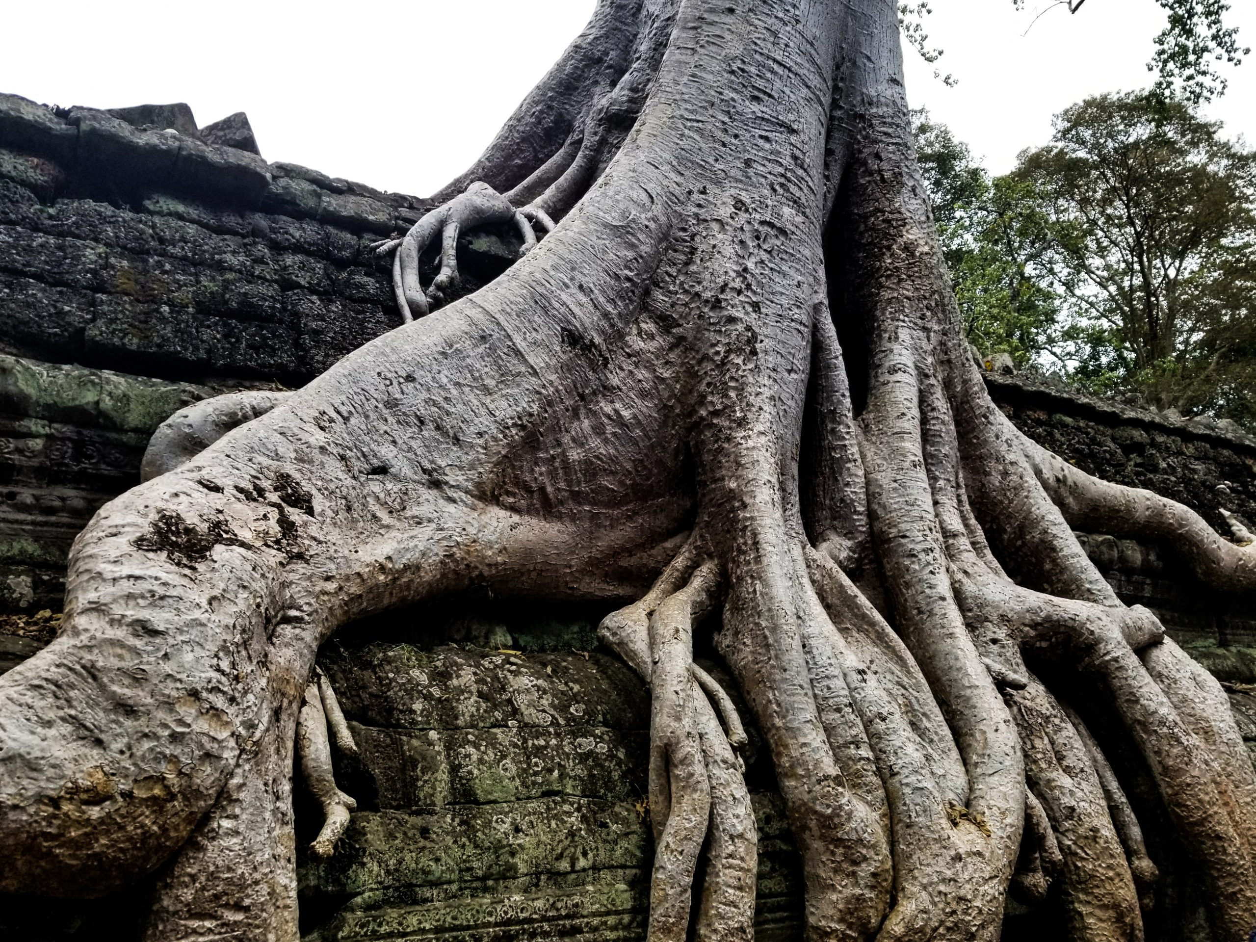 Big Tree in Ta Prohm