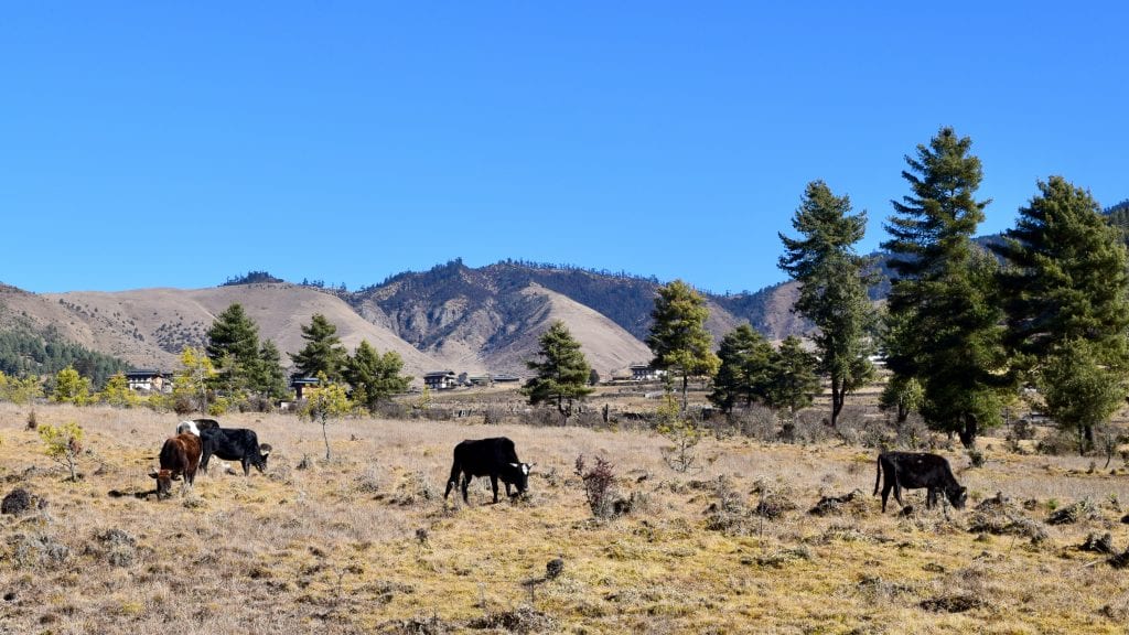 Cows in Phobjikha Valley