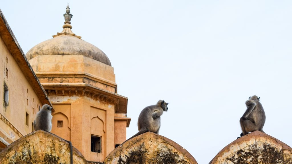 Monkeys in Amer Fort