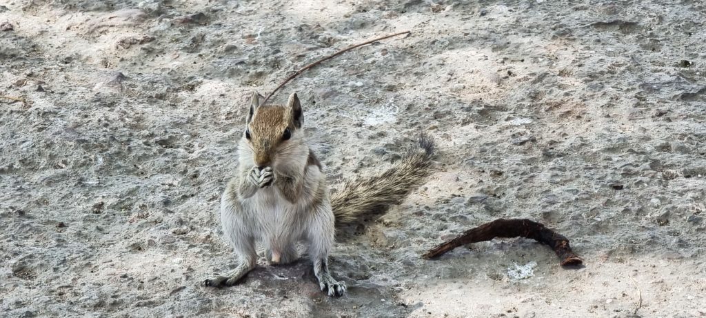 Chipmunk in Agra Fort