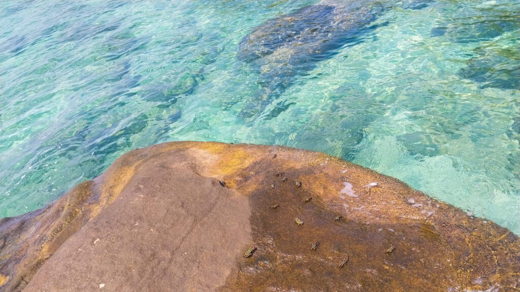 Crab Ao Noi Koh Kood