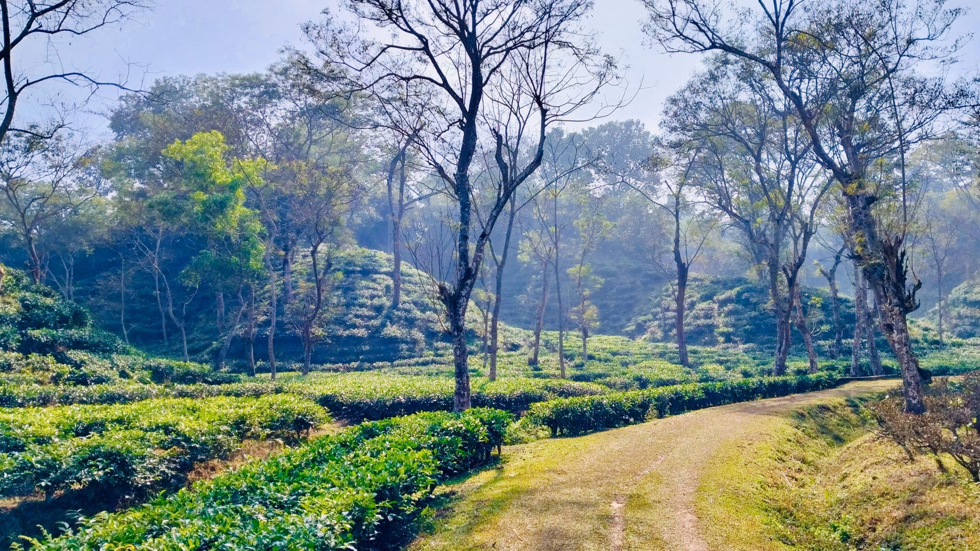 Duncan Brothers tea estate walking path misty dappled light Sreemangal Bangladesh morning green tea rows