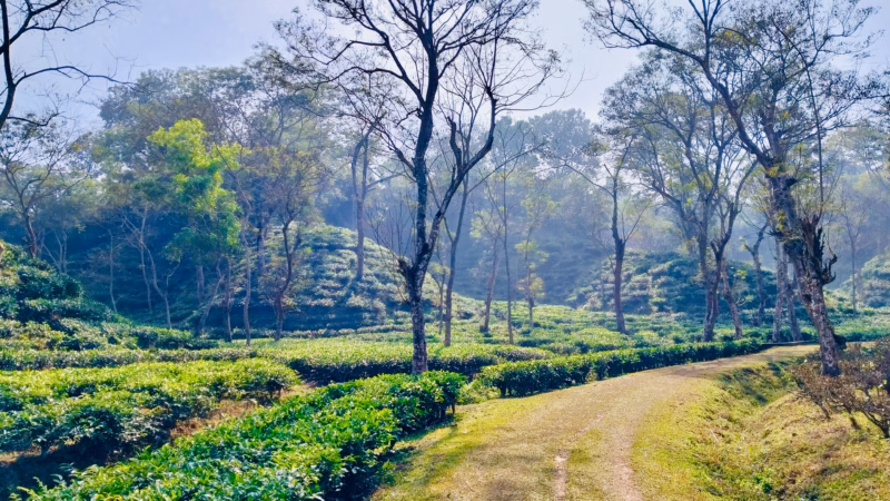 Duncan Brothers tea estate walking path misty dappled light Sreemangal Bangladesh morning green tea rows