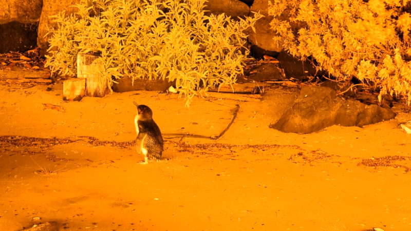 little penguin st kilda pier melbourne night viewing