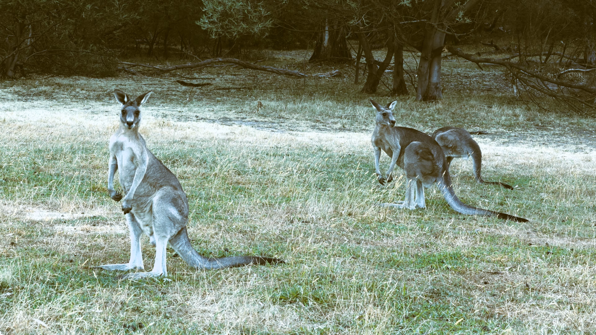 Two wild Eastern Grey Kangaroos at Westerfolds Park Melbourne, one facing the camera directly at close range