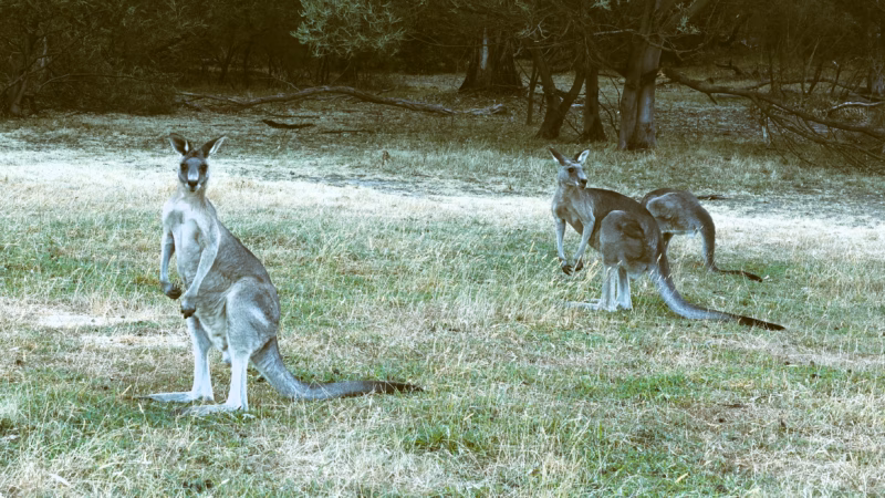Two wild Eastern Grey Kangaroos at Westerfolds Park Melbourne, one facing the camera directly at close range