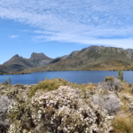 Cradle Mountain peaks visible behind Dove Lake with flowering white alpine heath shrubs in the foreground and blue sky above