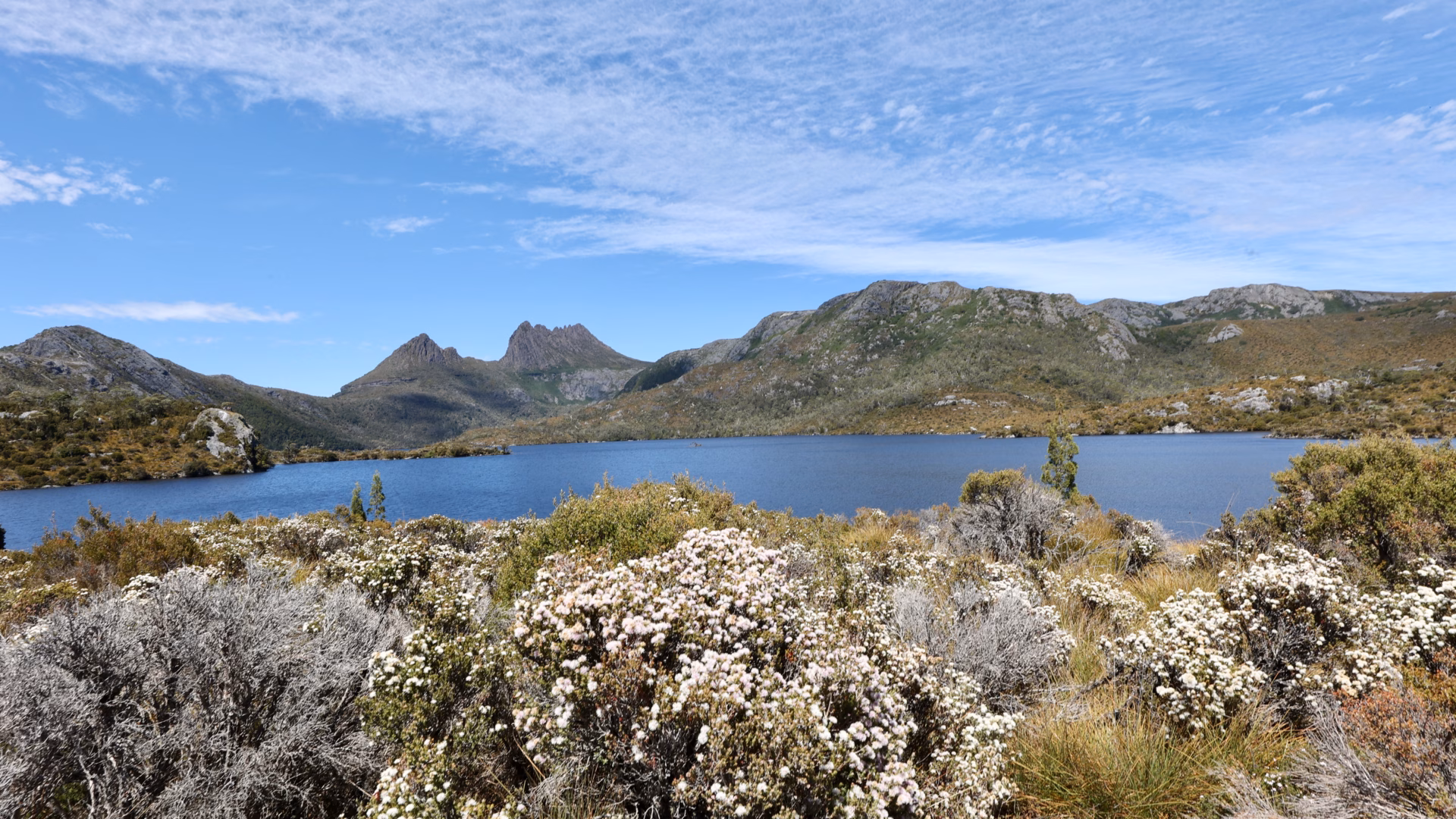 Cradle Mountain peaks visible behind Dove Lake with flowering white alpine heath shrubs in the foreground and blue sky above