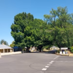 Looking down Church Street in Ross Village Tasmania with the war memorial and cannon on the left the sandstone church on the right and large elm trees lining the empty road under a perfect blue sky