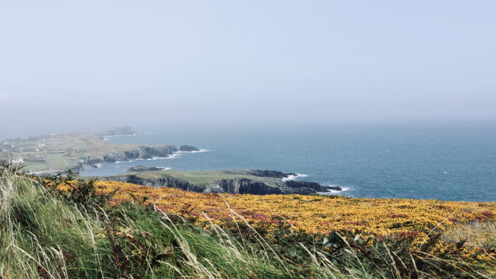 Golden gorse and pink heather carpet the Brow Head clifftop with dramatic cliffs and the Atlantic beyond in late August