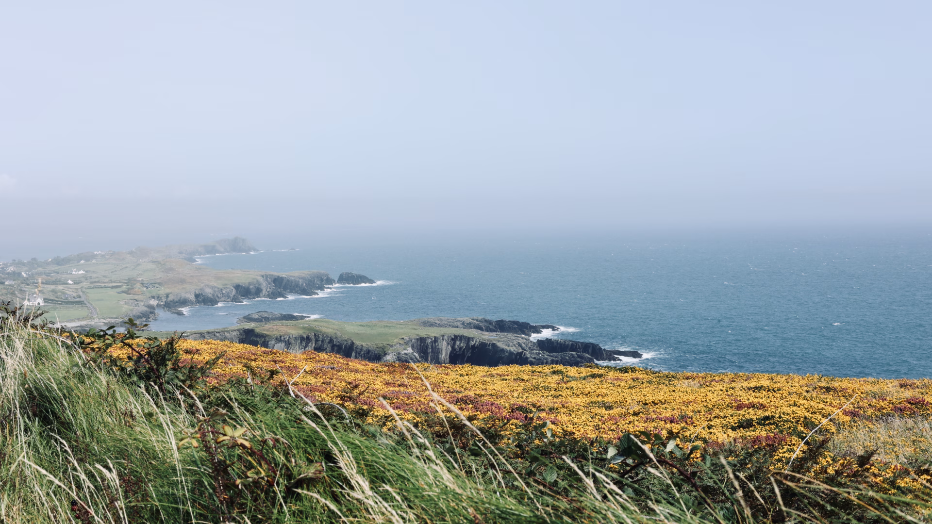 Golden gorse and pink heather carpet the Brow Head clifftop with dramatic cliffs and the Atlantic beyond in late August