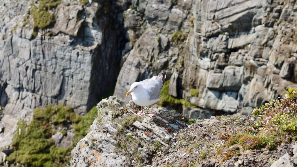 Herring gull perched on a lichen-covered clifftop rock at Mizen Head with cliff striations behind