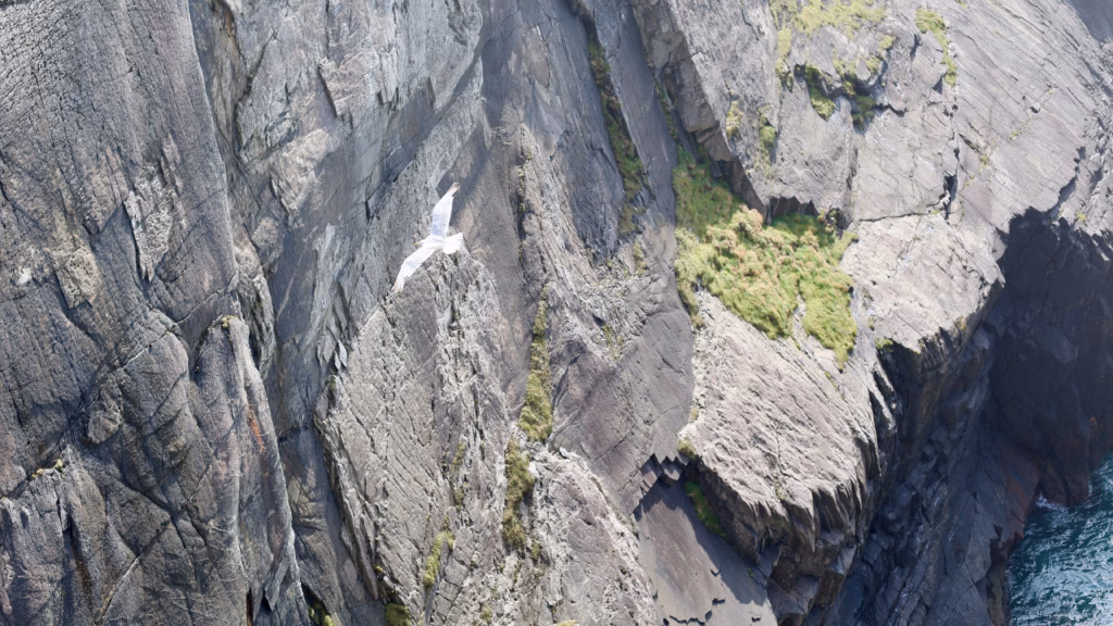 A single seagull in flight photographed from above with the sheer Mizen Head cliff face filling the frame below