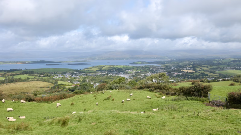 Sheep grazing on vivid green hillside at Seskin viewpoint with Bantry Bay and islands behind