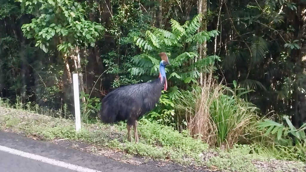 A southern cassowary standing at the roadside on the Atherton Tablelands