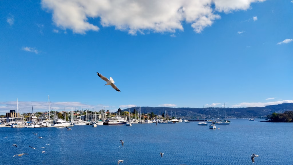 Seagulls flying over Bellerive marina on a summer afternoon
