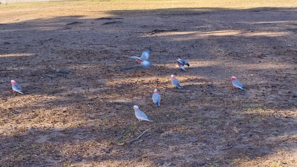 Flock of pink-and-grey galahs foraging on grass at Bellerive Hobart