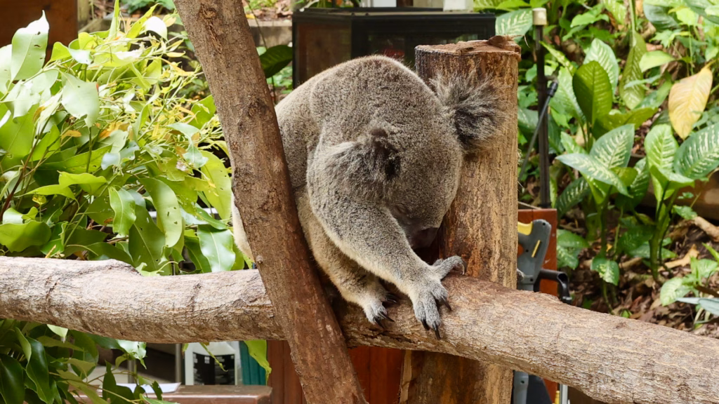 Koala resting on wooden perch at Kuranda Koala Gardens with fan overhead