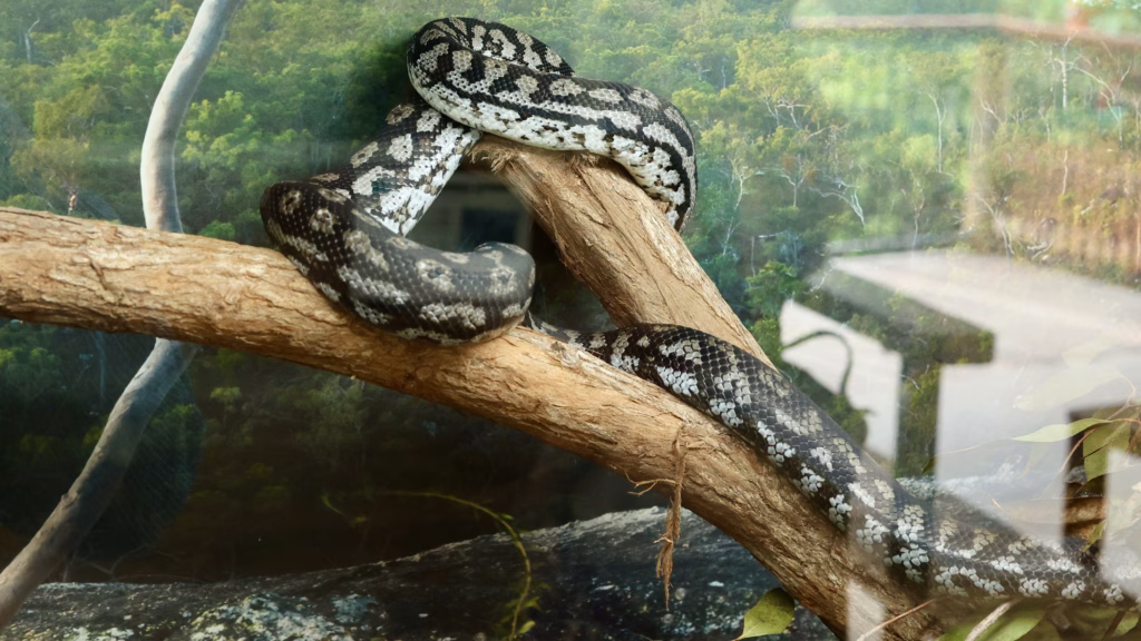 Carpet python coiled around branch at Kuranda Koala Gardens