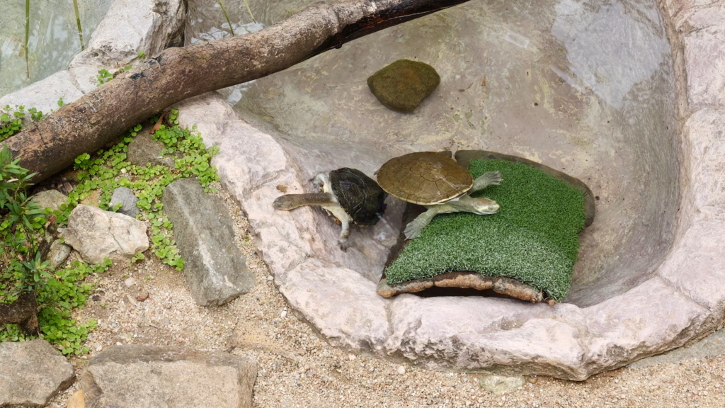 Freshwater turtles on rock ledge at Kuranda Koala Gardens
