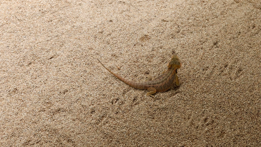 Frilled neck lizard camouflaged in sand enclosure at Kuranda Koala Gardens